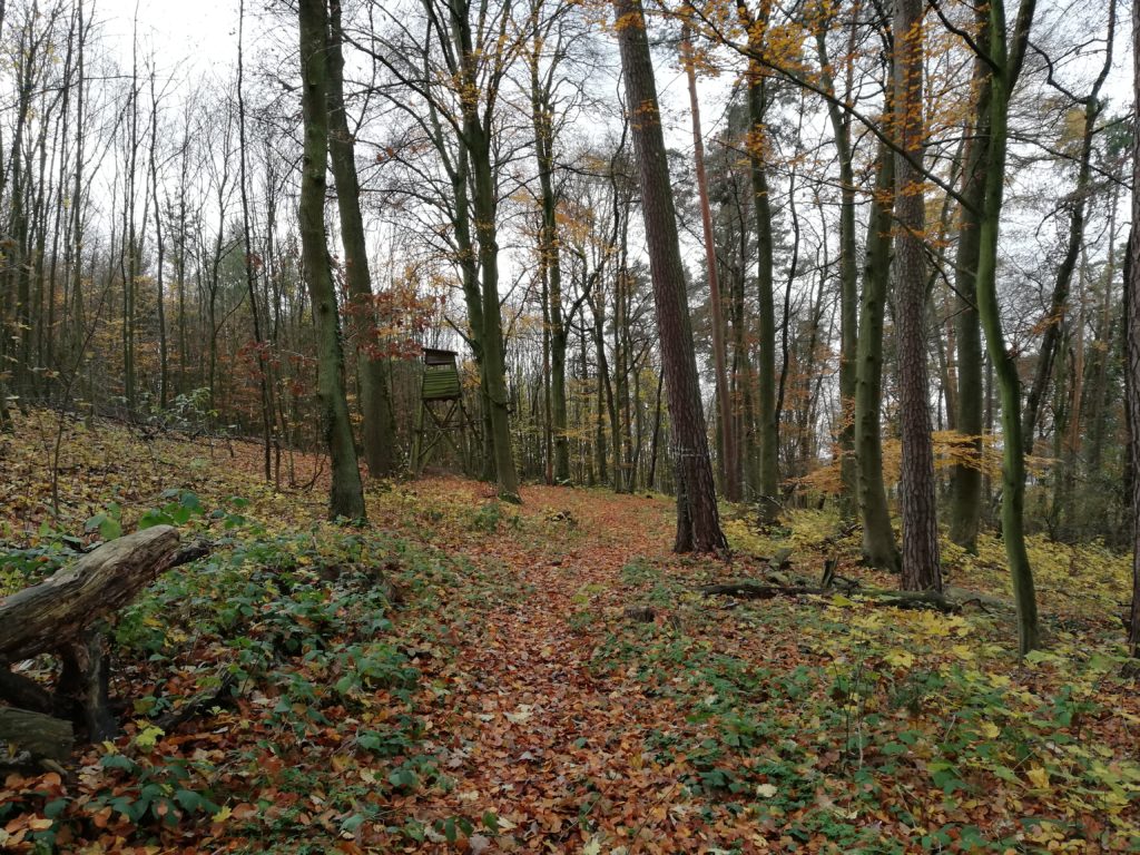 Wochenlieblinge Wald