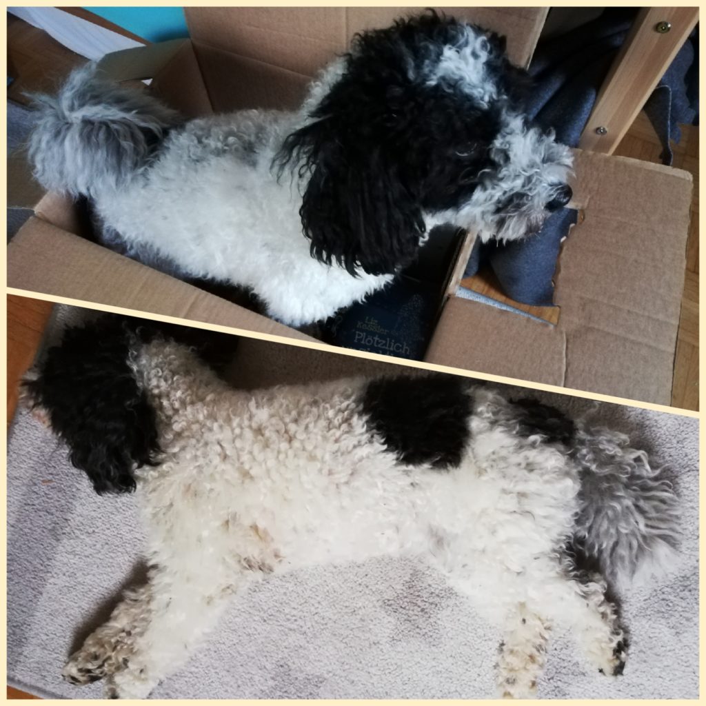 Wochenlieblinge Wuff