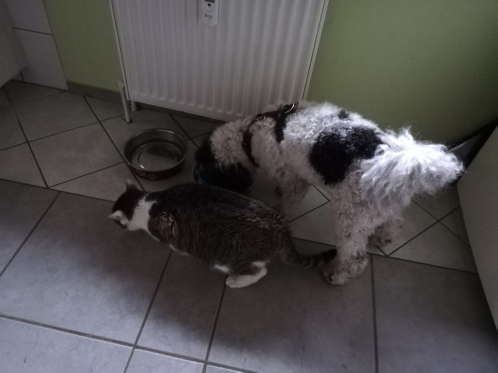 Freunde: Hund und Katze