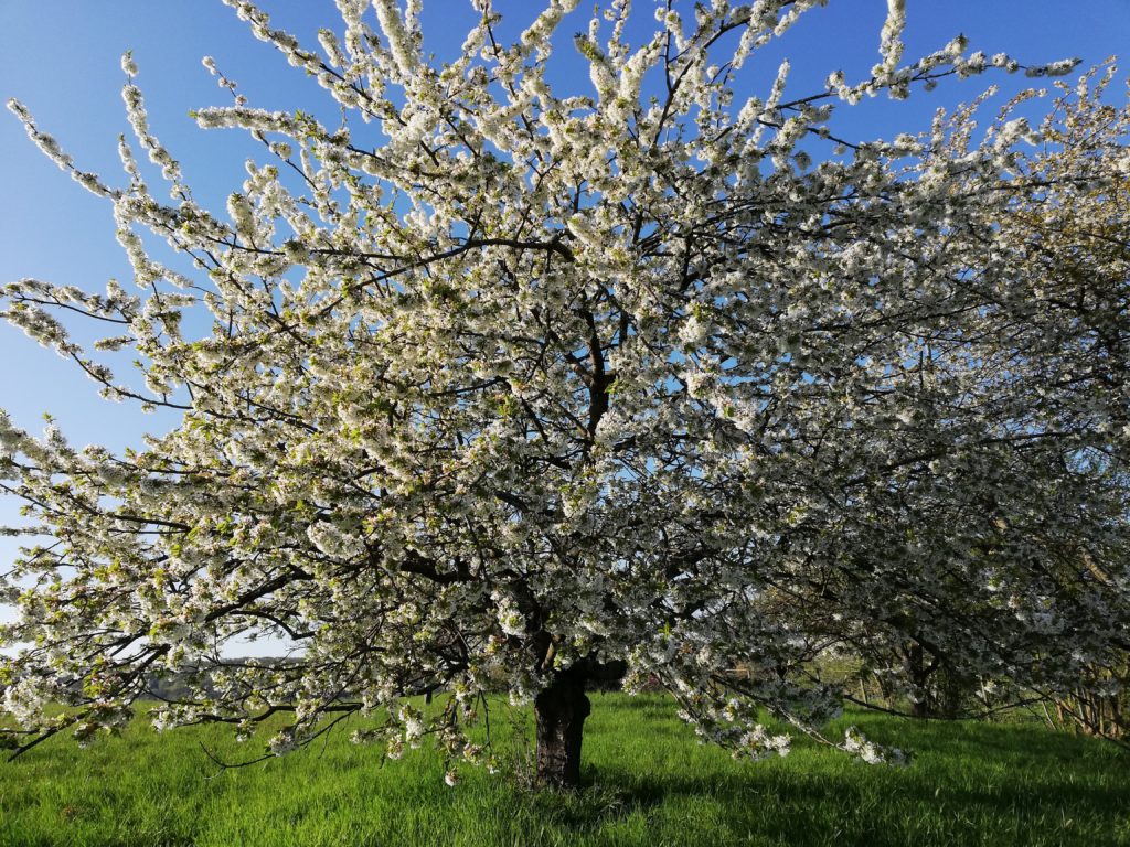 Lebenszeichen Glücksfinderin
