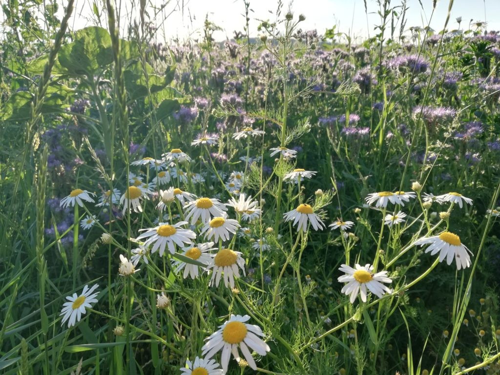 Wochenlieblinge Glücksfinderin