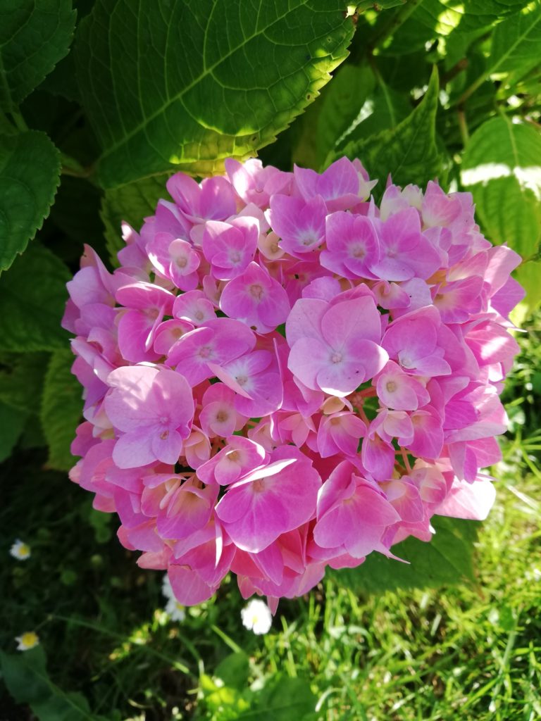 Wochenlieblinge Glücksfinderin