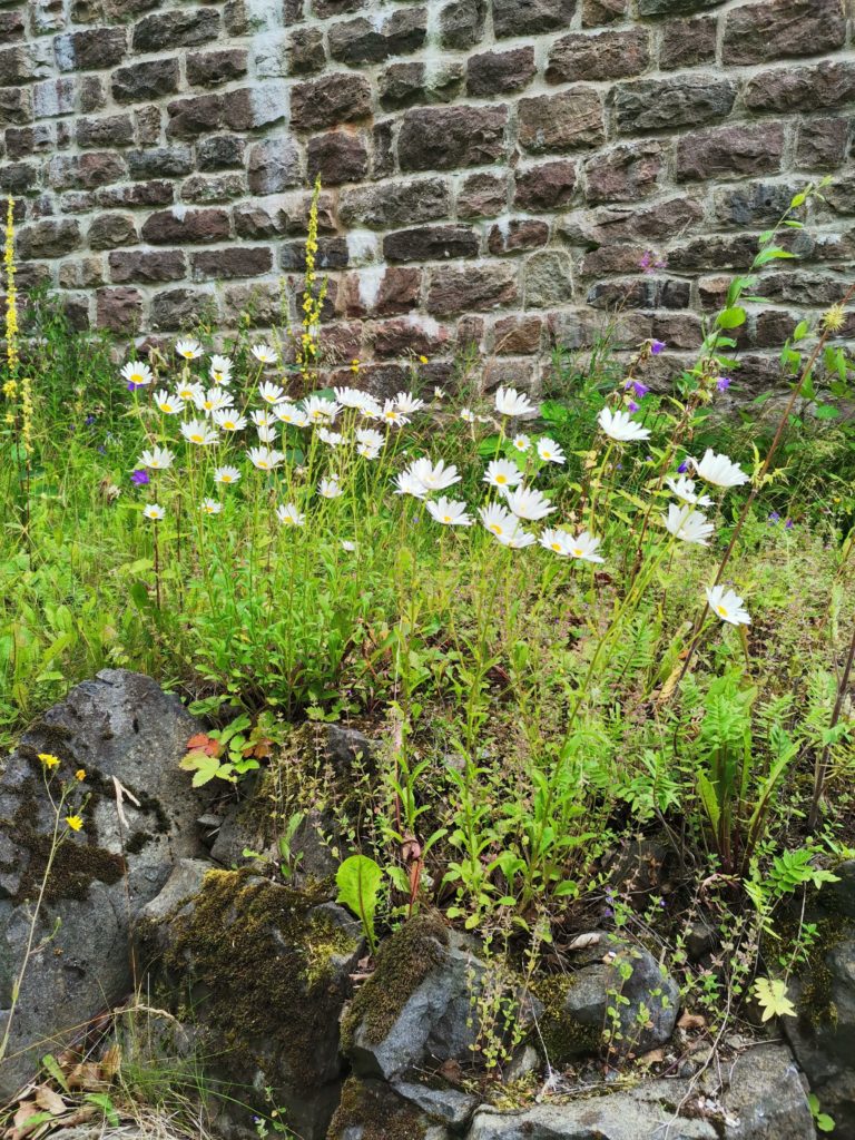 Natur