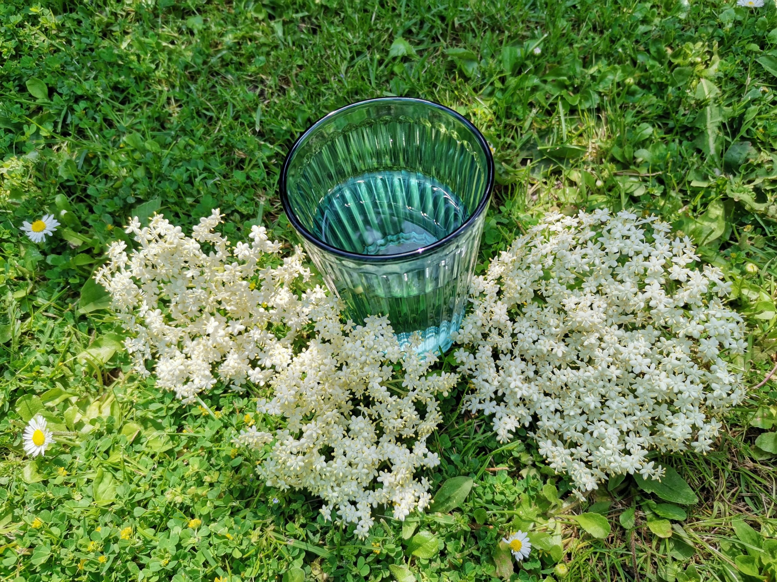 Aus der Wildkräuterküche: Köstlicher Holunderblütensirup